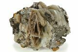 Bladed Barite Cluster On Limonite - Morocco #222906-2